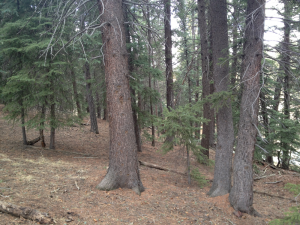 Our lunch view in this grove of trees