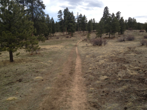 Part of the Bell Park trail